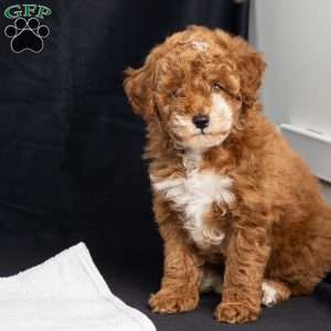 Polly, Miniature Poodle Puppy